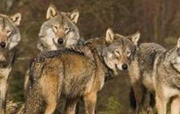 Stupro di gruppo: ancora Medioevo della coscienza