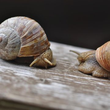 La lentezza. Dare pazienza al giorno La lentezza. Dare pazienza al giorno